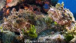 two scorpionfish mating in Cancun by Javier Sandoval 